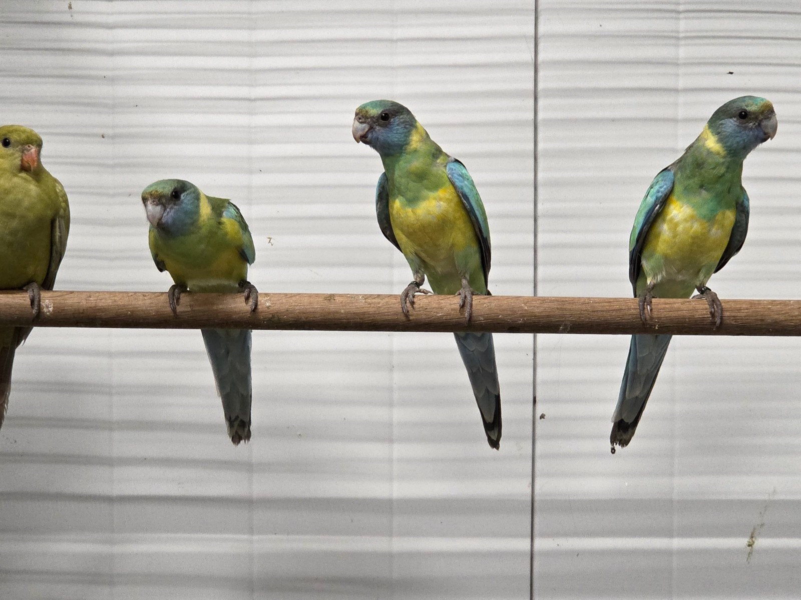 Conclurry parkieten, Dieren en Toebehoren, Vogels | Parkieten en Papegaaien, Meerdere dieren, Parkiet