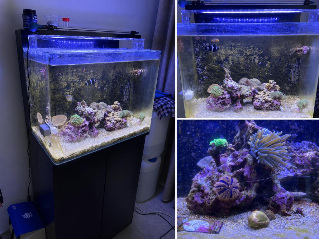 Compleet zeeaquarium 120L met upgrade apparatuur, Dieren en Toebehoren, Vissen | Aquaria en Toebehoren, Ophalen, Gevuld zeewateraquarium