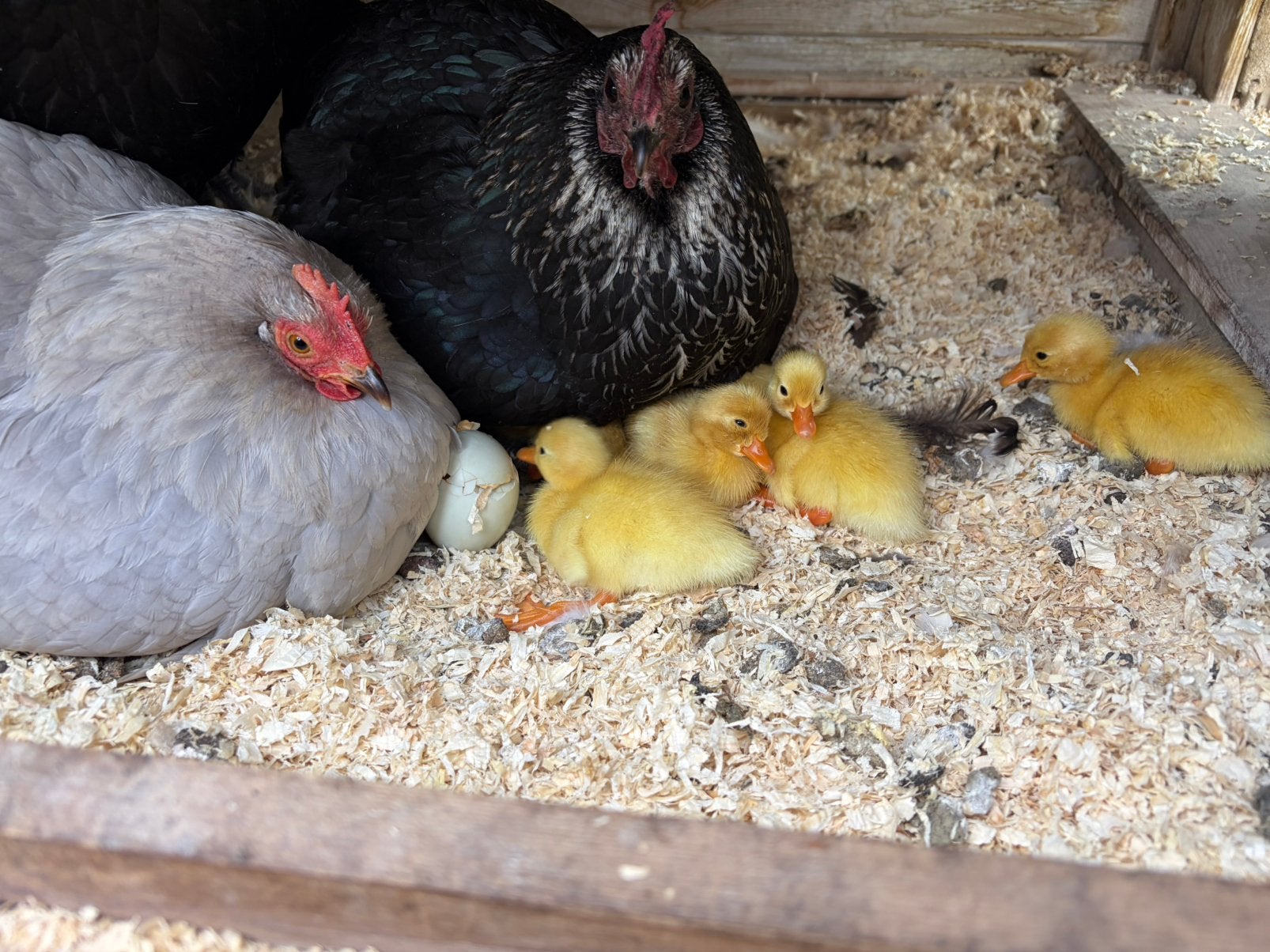 Witte loopeenden … 2 weken oud …, Dieren en Toebehoren, Geslacht onbekend, Eend