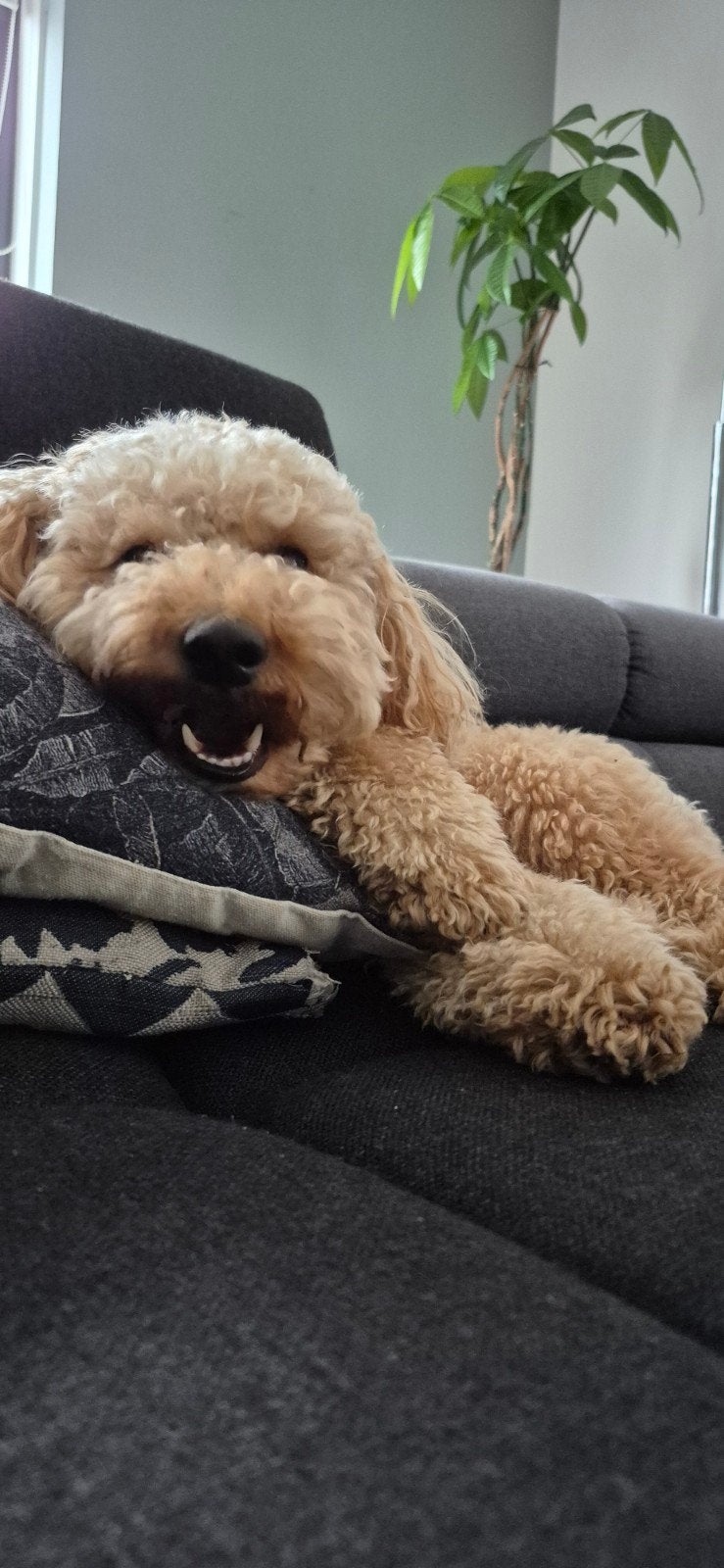 Hondenoppas gezocht mini labradoodle 2,5 jaar oud, Reu, Eén hond, Nederland, Particulier