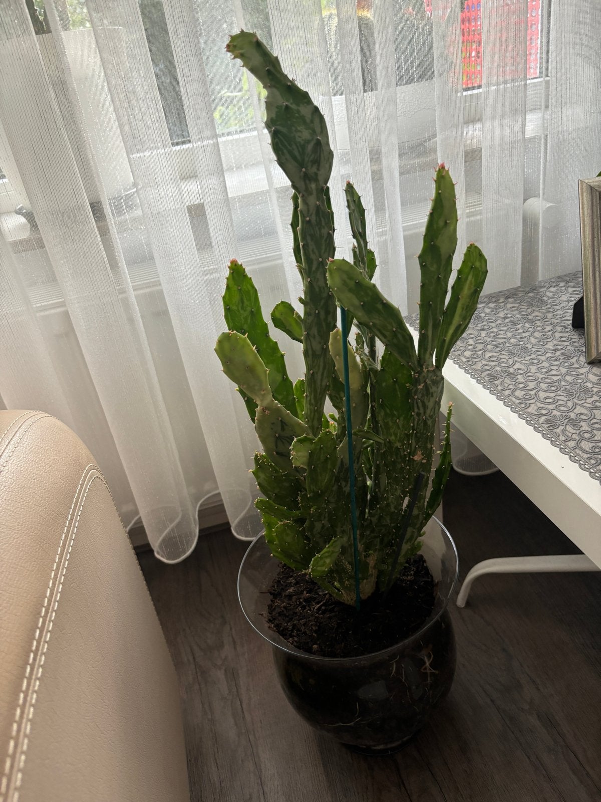 Grote Cactus in Glazen Pot - Opuntia, Huis en Inrichting, Ophalen, 100 tot 150 cm, In pot, Cactus