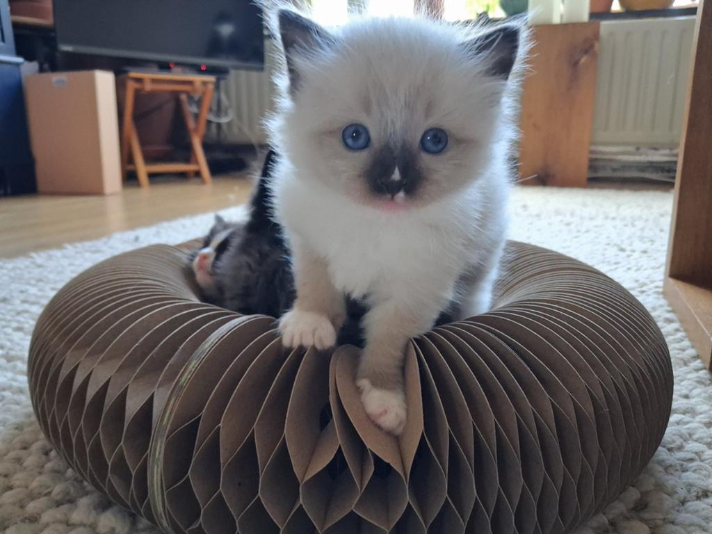 Ragdoll kittens, Meerdere dieren