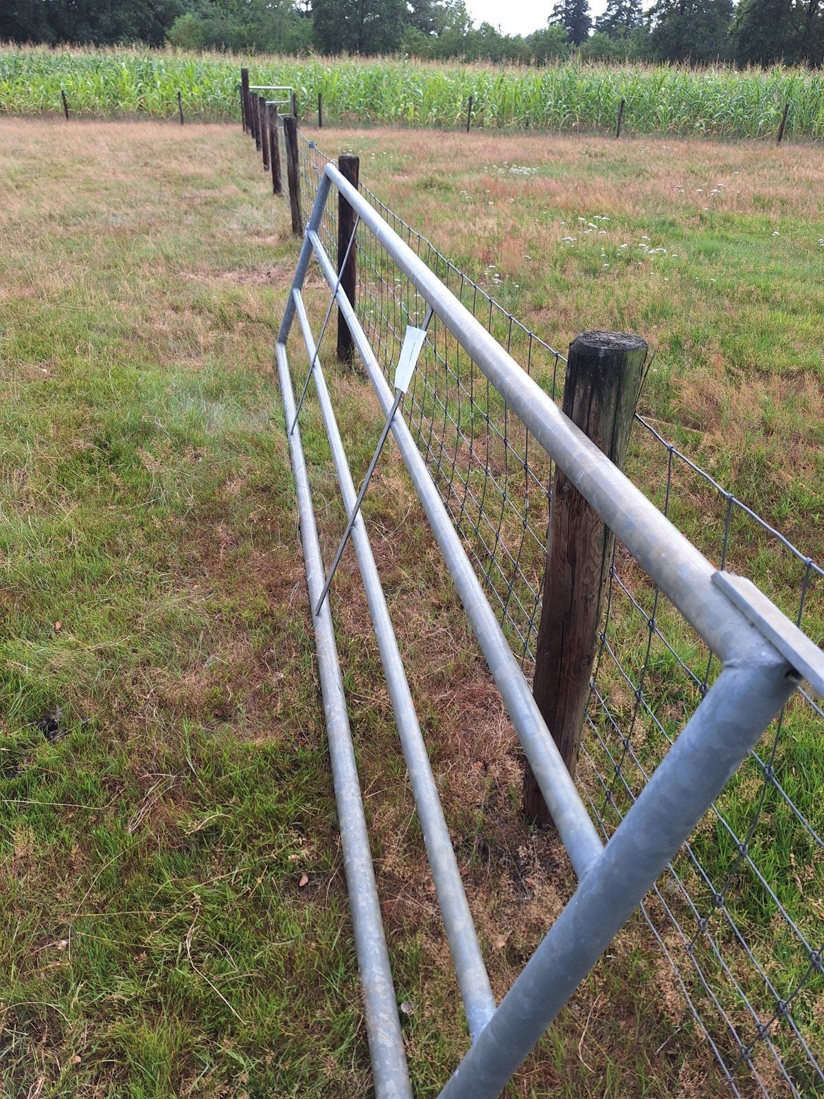 Weide hekkeno8, Dieren en Toebehoren, Stalling en Weidegang, Weidegang