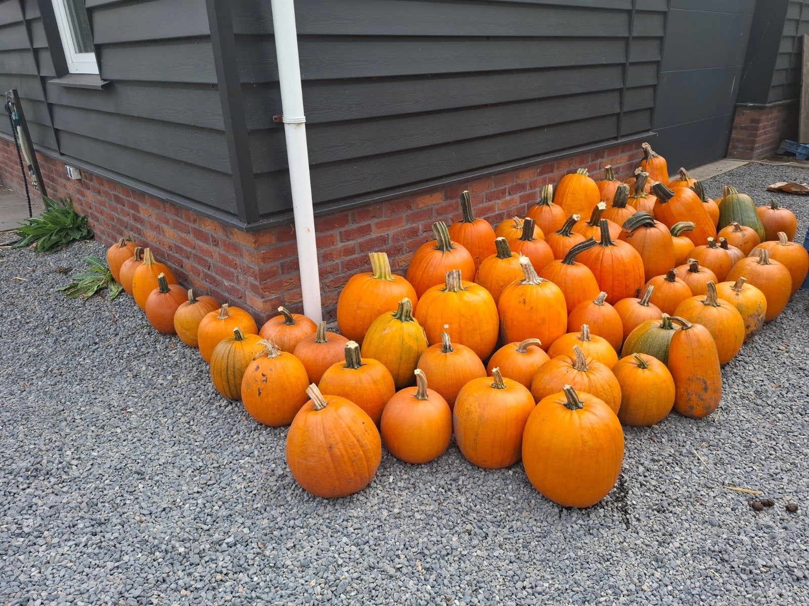 partij grote Halloween pompoenen, Ophalen