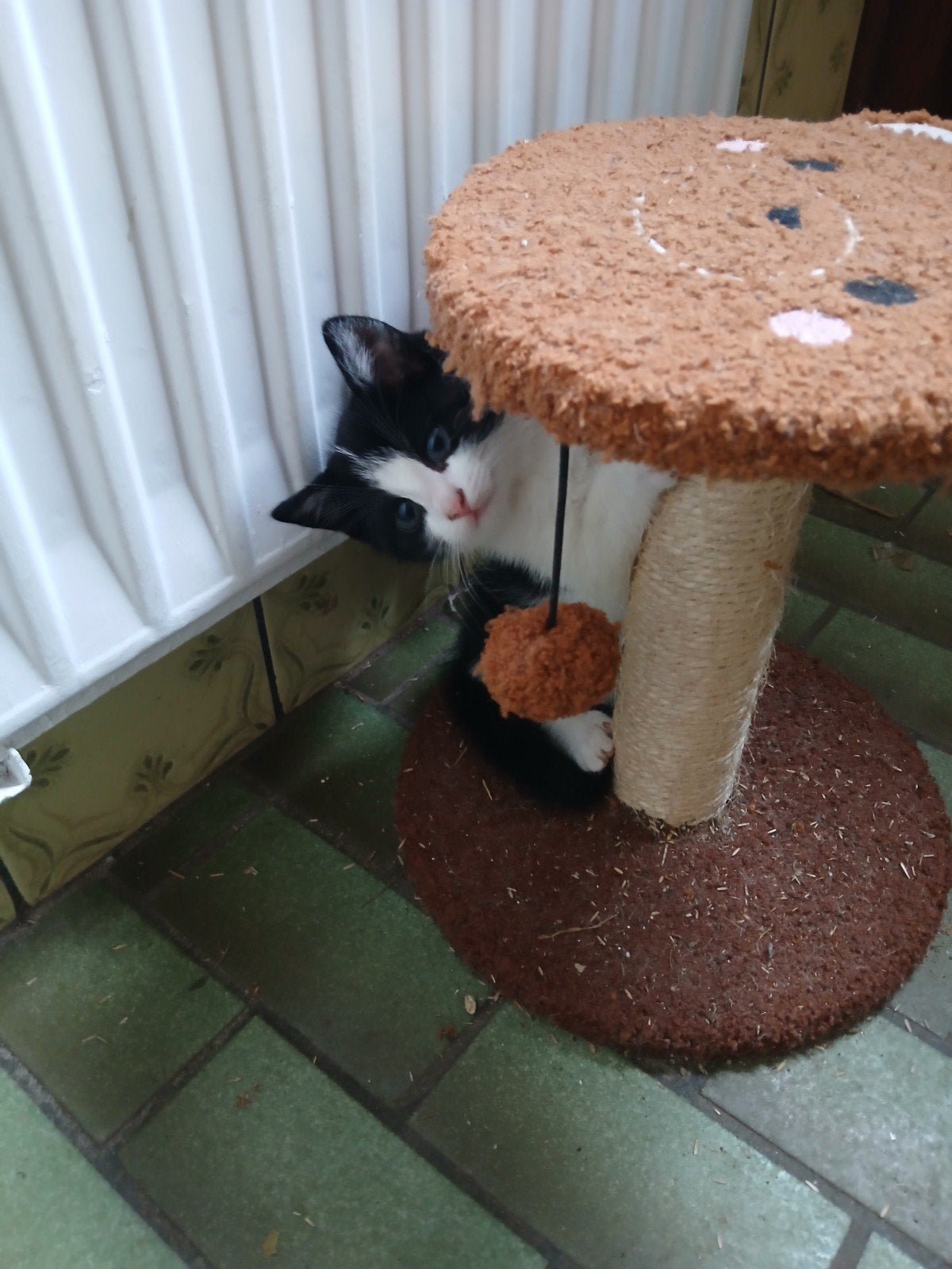 Lieve boerderij kittens