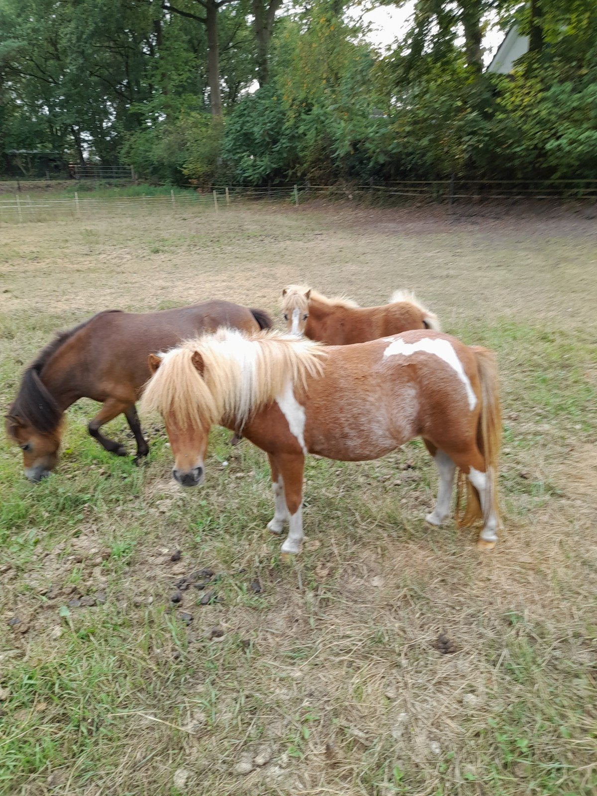 mini paardjes, Merrie, A pony (tot 1.17m), Gechipt, 3 tot 6 jaar
