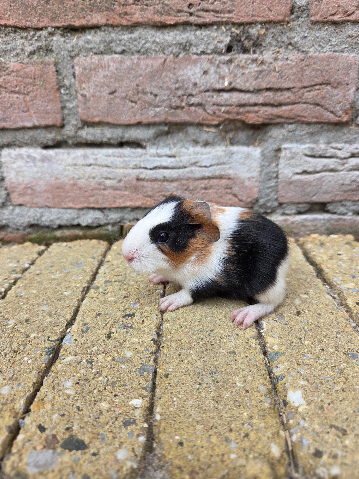 Jong cavia zeugje, Dieren en Toebehoren, Knaagdieren, Juni, Vrouwelijk, Cavia