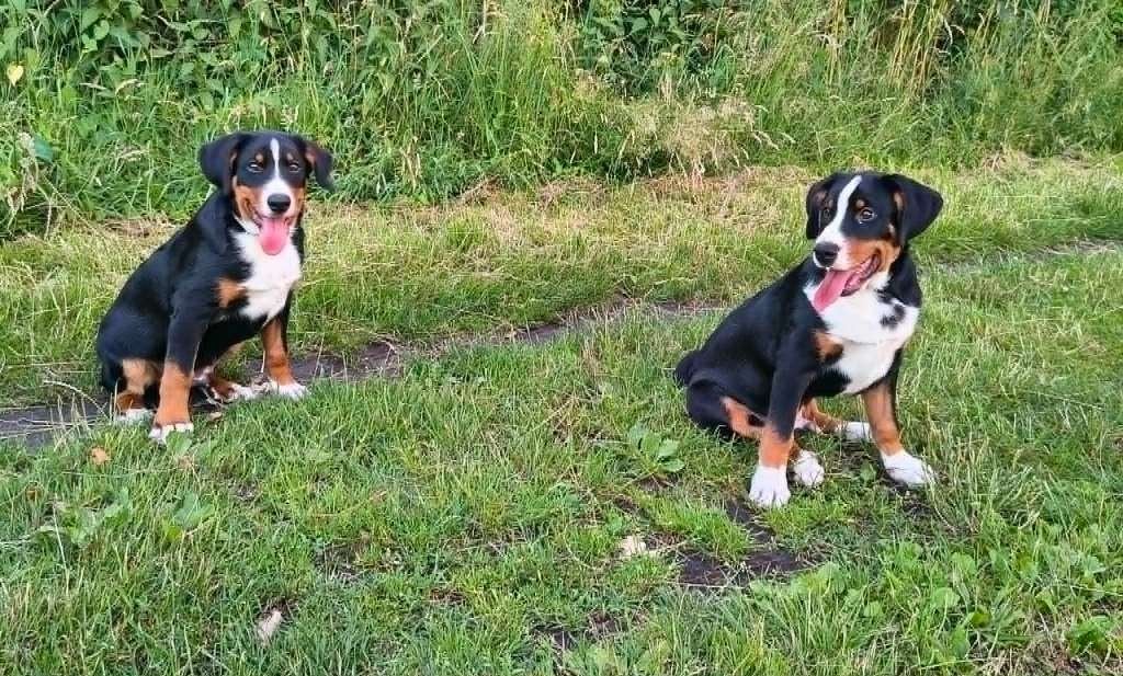 Appenzeller Sennen pups, Dieren en Toebehoren, Honden | Herdershonden en Veedrijvers, Parvo, 15 weken tot 1 jaar, Meerdere, Nederland