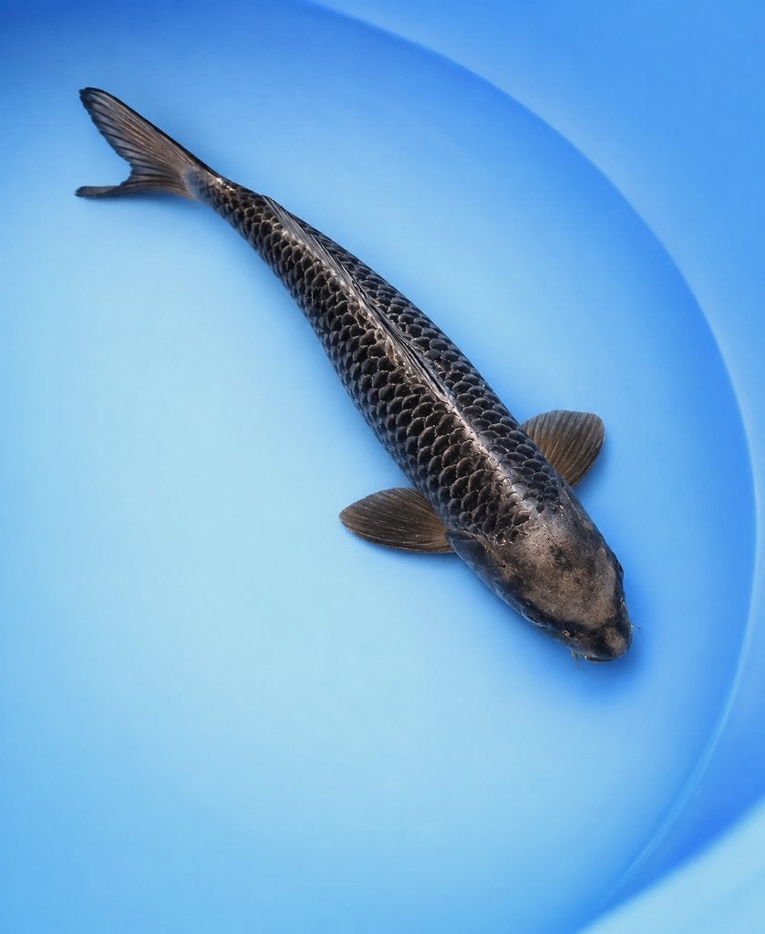 Mukashi Ogon 40-46 cm Sansai, Karper of Koi