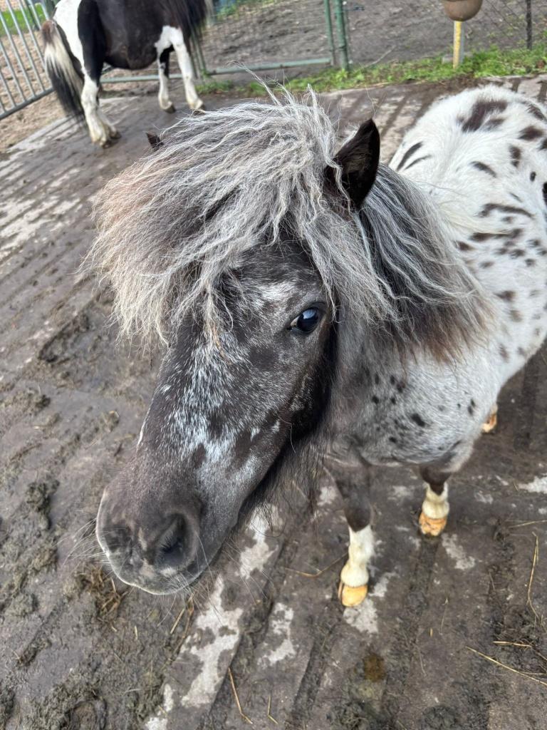 APPALOOSA VEULEN VAN 2025, Dieren en Toebehoren, Pony's, Niet van toepassing, Hengst, A pony (tot 1.17m), Gechipt