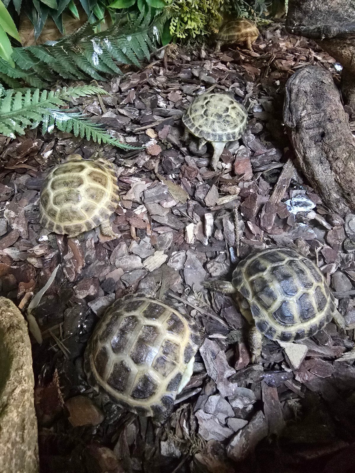 Prachtige vierteenschildpadden (Testudo horsfieldii), Dieren en Toebehoren, Reptielen en Amfibieën, Schildpad, 0 tot 2 jaar
