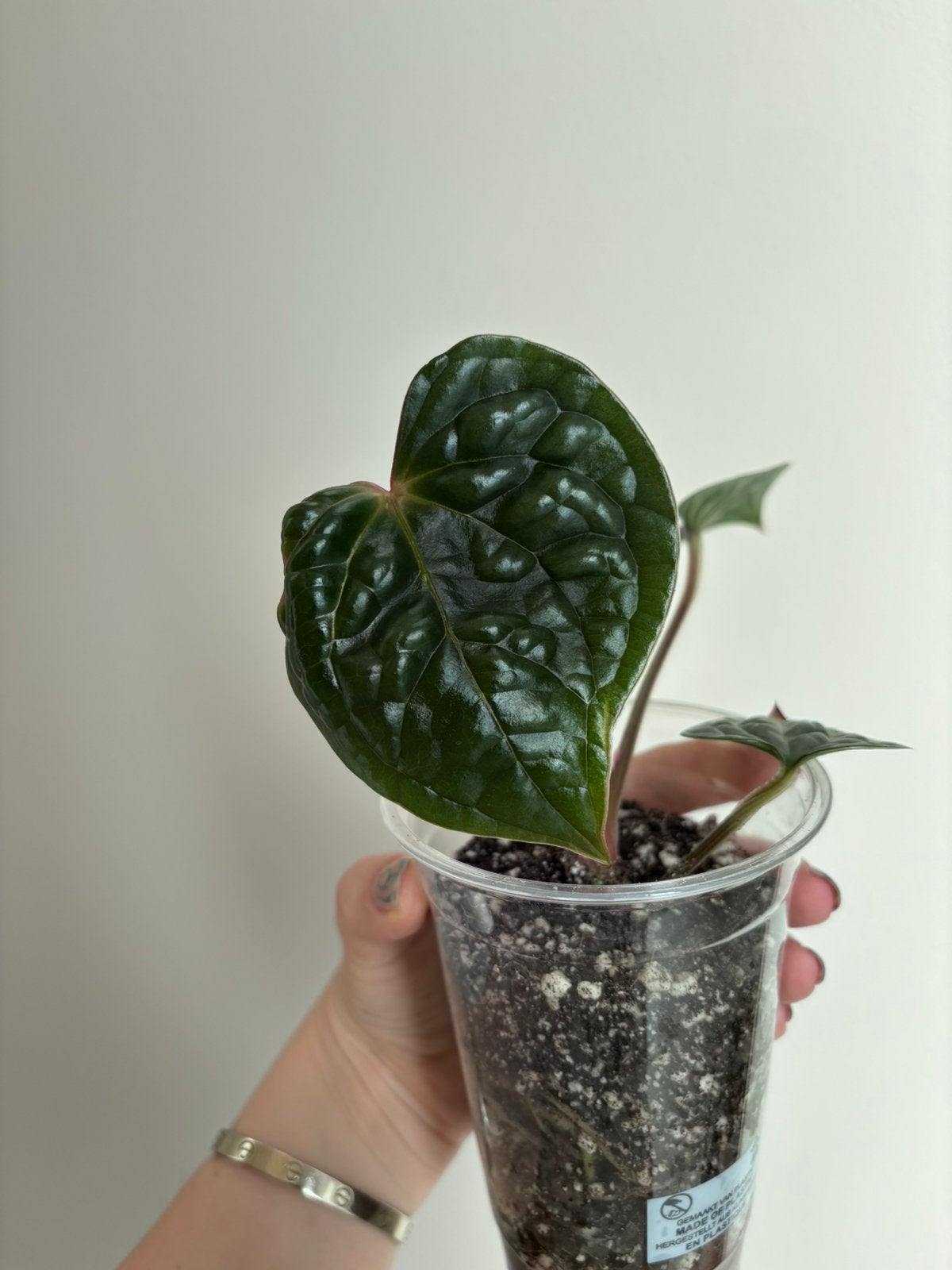 Anthurium Luxurians, Ophalen of Verzenden, Halfschaduw, Minder dan 100 cm