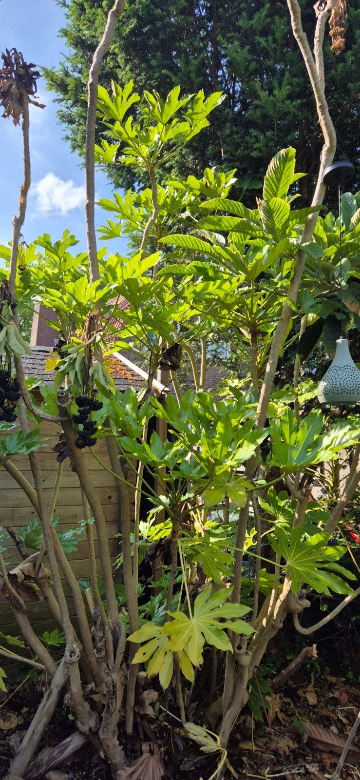 Vingerplant (Fatsia japonica), Tuin en Terras, Planten | Tuinplanten, Ophalen
