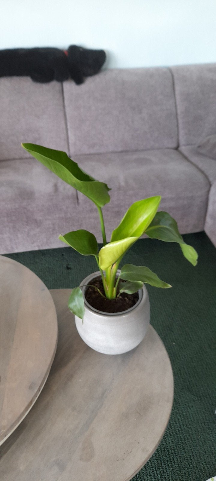 Mini Strelitzia in grijze sierpot - 65 cm, Ophalen