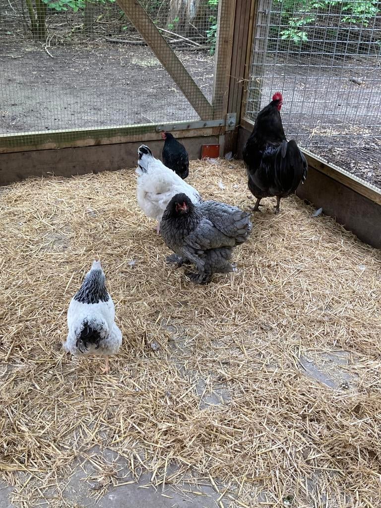 Kippen verschillende soorten, Meerdere dieren, Kip