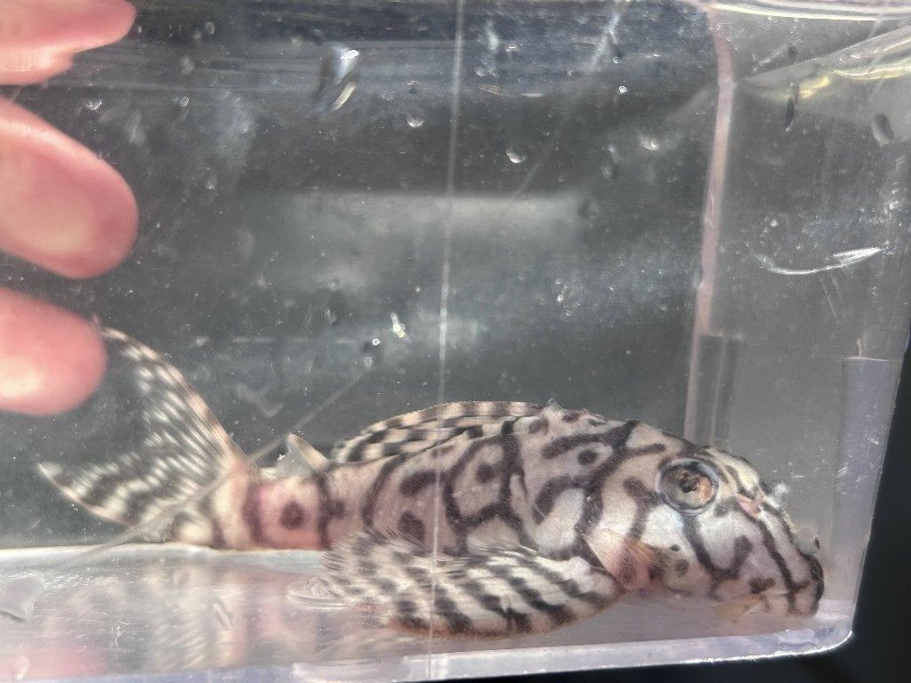 Hypancistrus sp. Seideli L236 Woman, Dieren en Toebehoren, Vis, Zoetwatervis