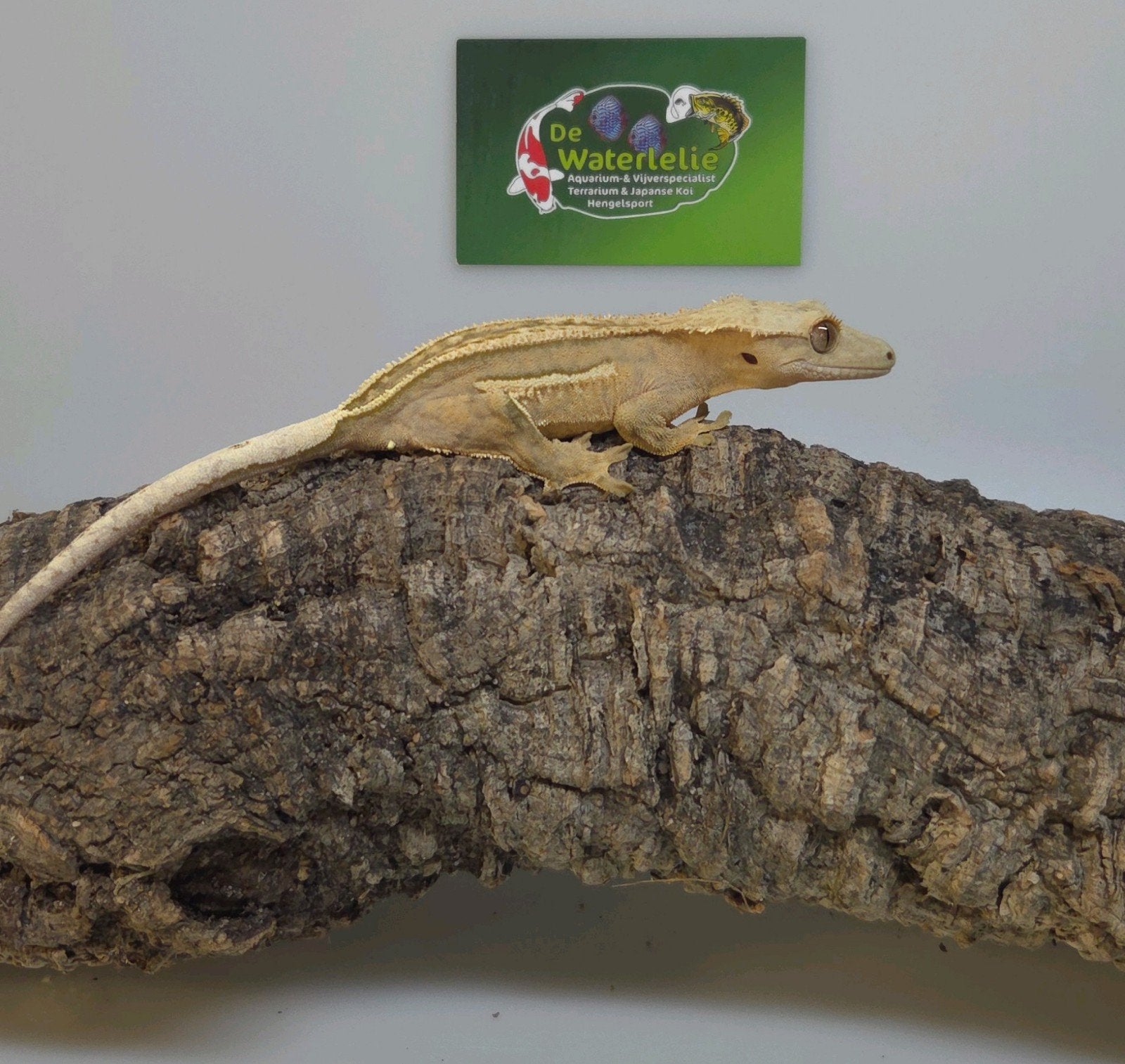Wimpergekko vrouw, Dieren en Toebehoren, Hagedis, 0 tot 2 jaar