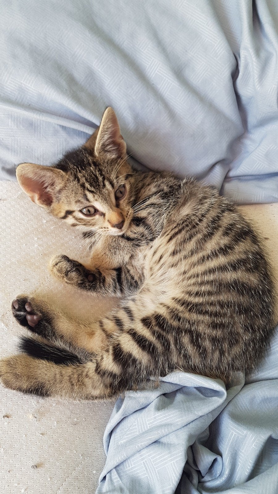 Kitten Supper lieve kater grijs zwart gestreept, Dieren en Toebehoren, Katten en Kittens | Overige Katten, Kater, 0 tot 2 jaar