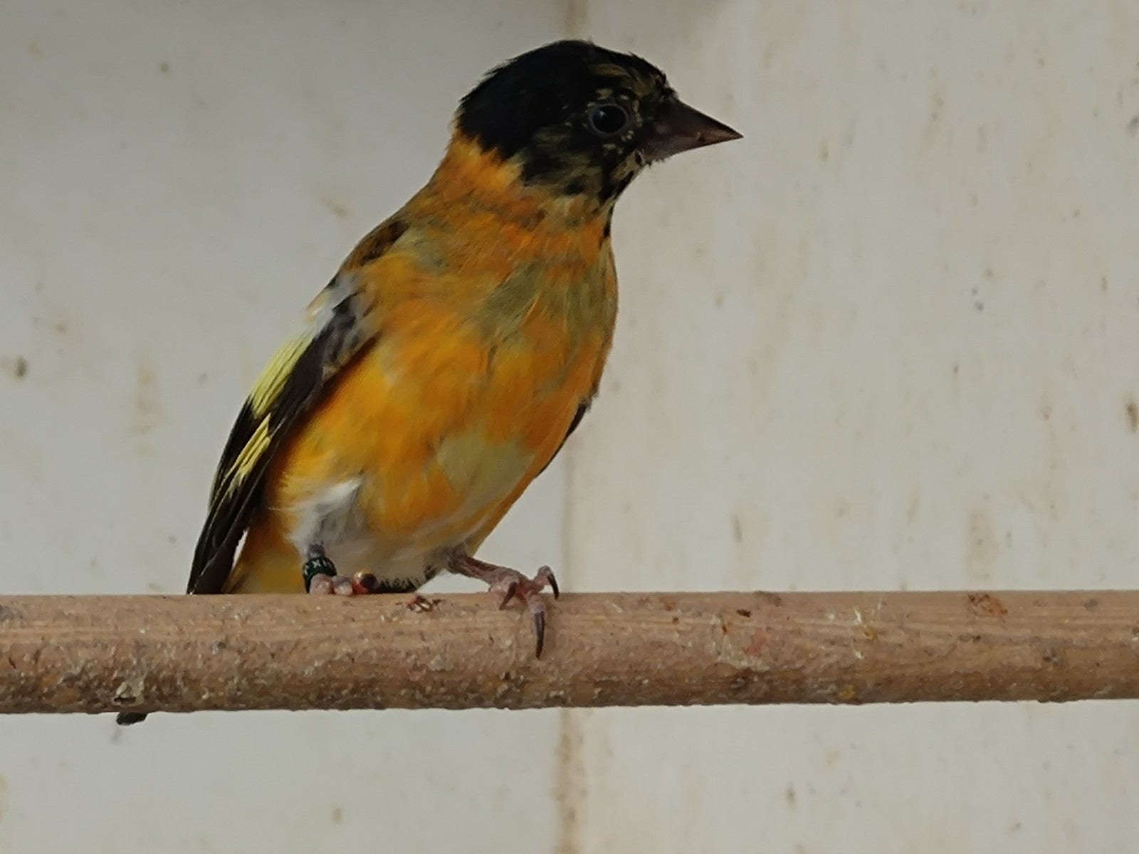 Diverse vogels, Dieren en Toebehoren, Vogels | Overige Vogels, Meerdere dieren