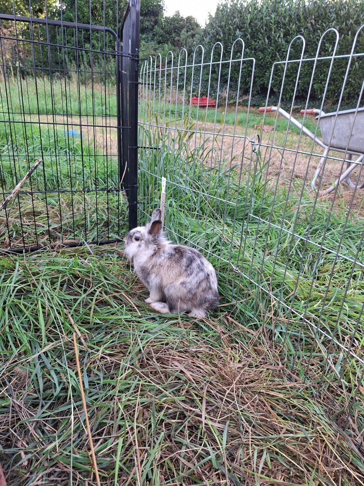 mooi rammetje te koop - 12 mei geboren, Dieren en Toebehoren, Mei, Mannelijk, Tam