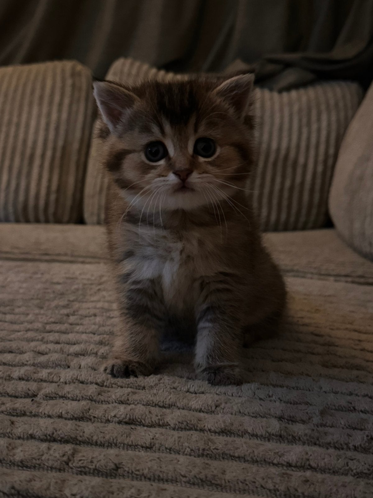 Halve Britse korthaar kitten, Dieren en Toebehoren, Katten en Kittens | Overige Katten, Kater