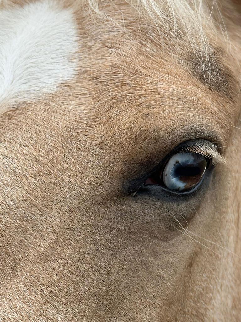 Eyecatcher! Prachtige Barock Pinto x Paint merrie, 7 jaar, Dieren en Toebehoren, M, Dressuurpaard, 7 tot 10 jaar, 160 tot 165 cm