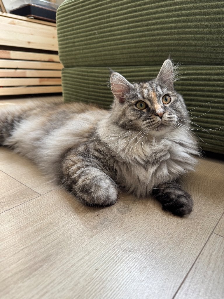 Maine coon kittens opkomst!!, Dieren en Toebehoren, Meerdere dieren, Gechipt, 0 tot 2 jaar