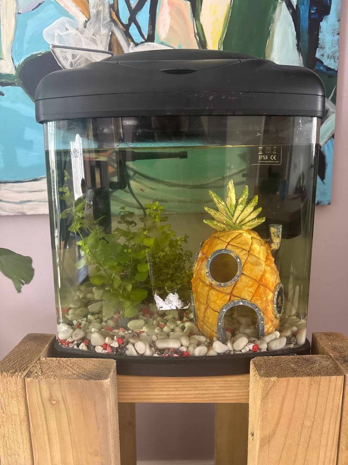 Aquarium 30x30cm, Ophalen, Leeg aquarium