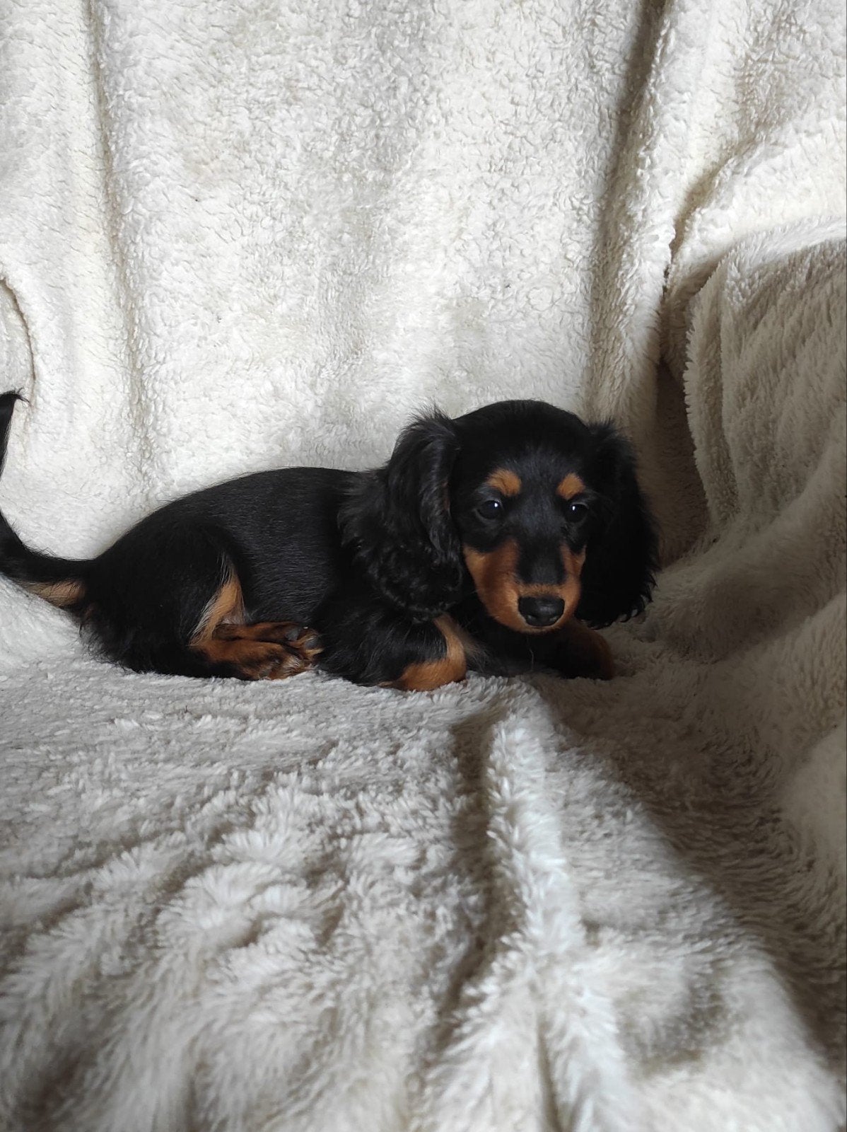 Lieve langharige dwergteckel pups, Parvo, 8 tot 15 weken, Dwerg, Langhaar