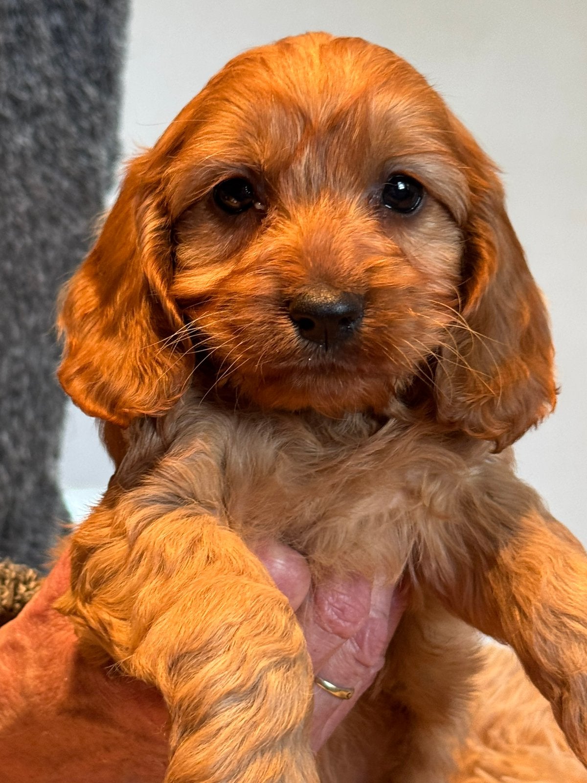 Bijzonder mooie Cockapoo pups in bruintinten., Nederland, Overige rassen, CDV (hondenziekte), 8 tot 15 weken