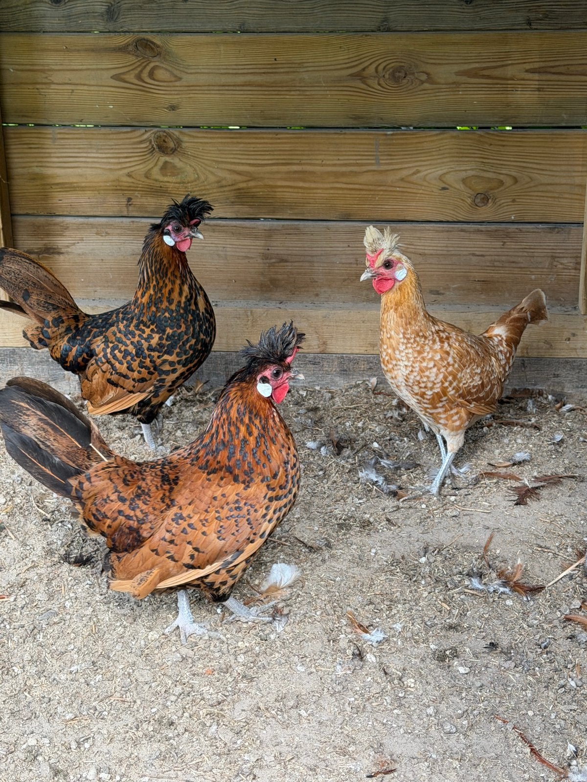 Prachtige Appenzeller Spitskuifkrielen – 4 Hennen & 2 Hanen, Dieren en Toebehoren, Meerdere dieren, Kip