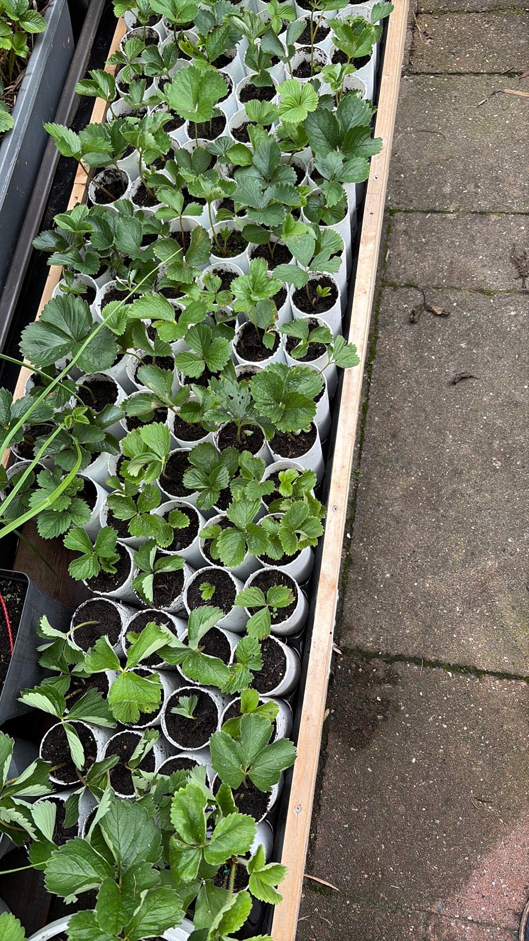 nu aardbeiplanten zetten, volgend jaar oogsten, Ophalen of Verzenden, Overige soorten, Volle zon