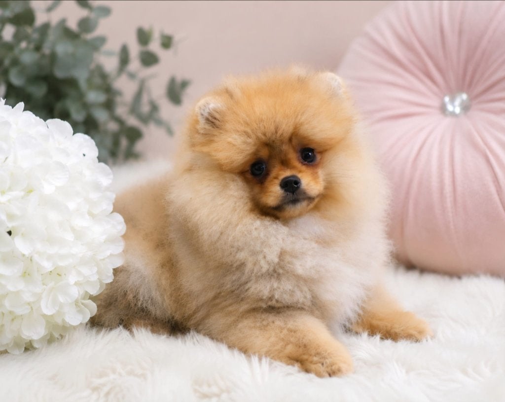 Mini Teefje Pomeriaan/Pomeranian Beschikbaar in Nederland, Dieren en Toebehoren, Keeshond, 15 weken tot 1 jaar, Buitenland, Teef