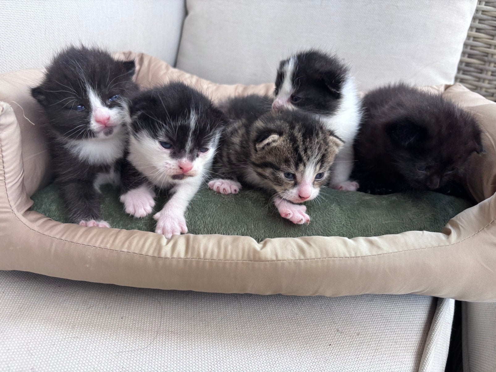 5 prachtige kittens, Dieren en Toebehoren, Meerdere dieren