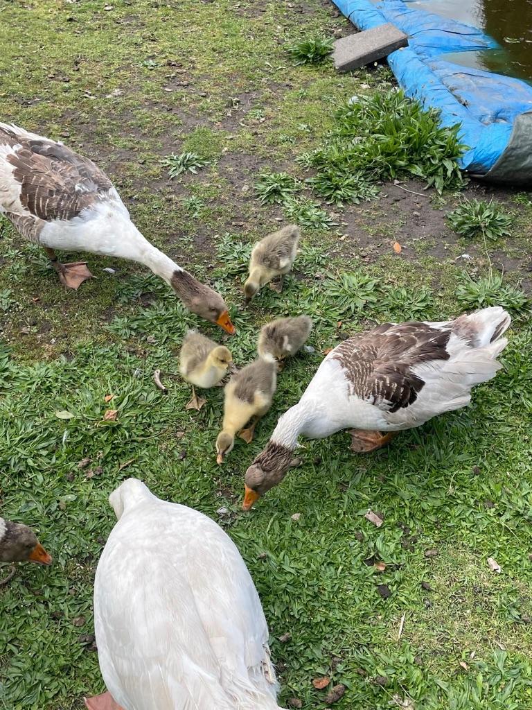 ganzen gans gansje, Dieren en Toebehoren, Geslacht onbekend, Gans of Zwaan