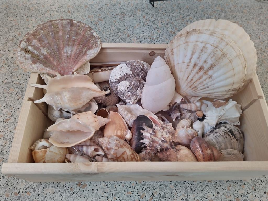 Doos met exotische schelpen, Ophalen of Verzenden
