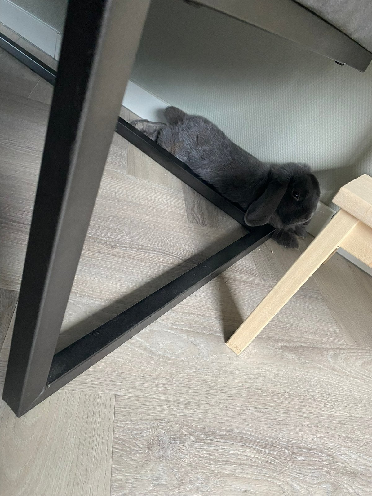 Hangoor konijn met hok en toebehoren, Dieren en Toebehoren, Mannelijk, Hangoor