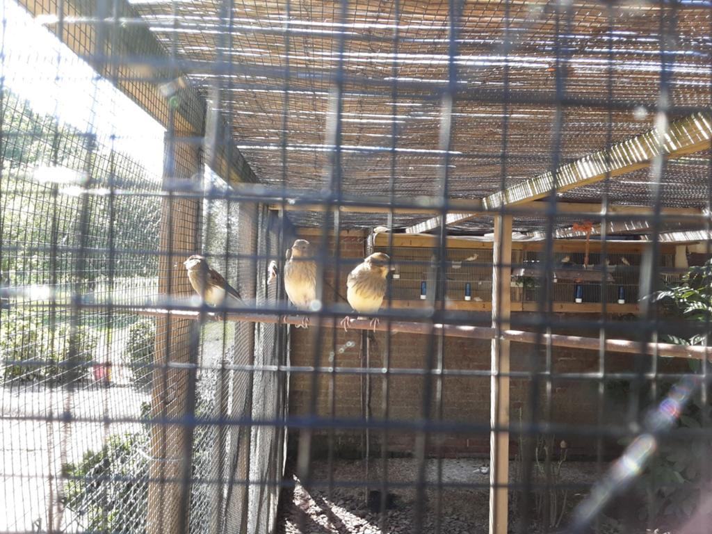 Harlekijn kanarie, Dieren en Toebehoren, Vogels | Kanaries, Geslacht onbekend, Kleurkanarie