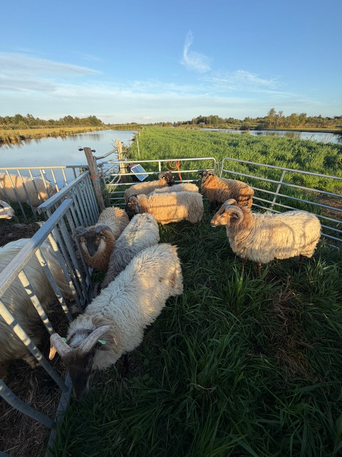Drents heideschaap ramlammeren, Dieren en Toebehoren, Mannelijk, Schaap, 0 tot 2 jaar