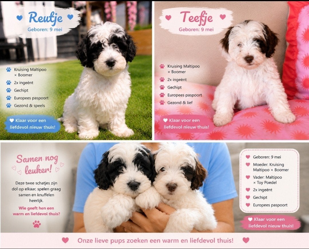 Prachtige Maltipoo-kruising pups zoeken een gouden mandje, 8 tot 15 weken, Meerdere, Meerdere dieren, Klein
