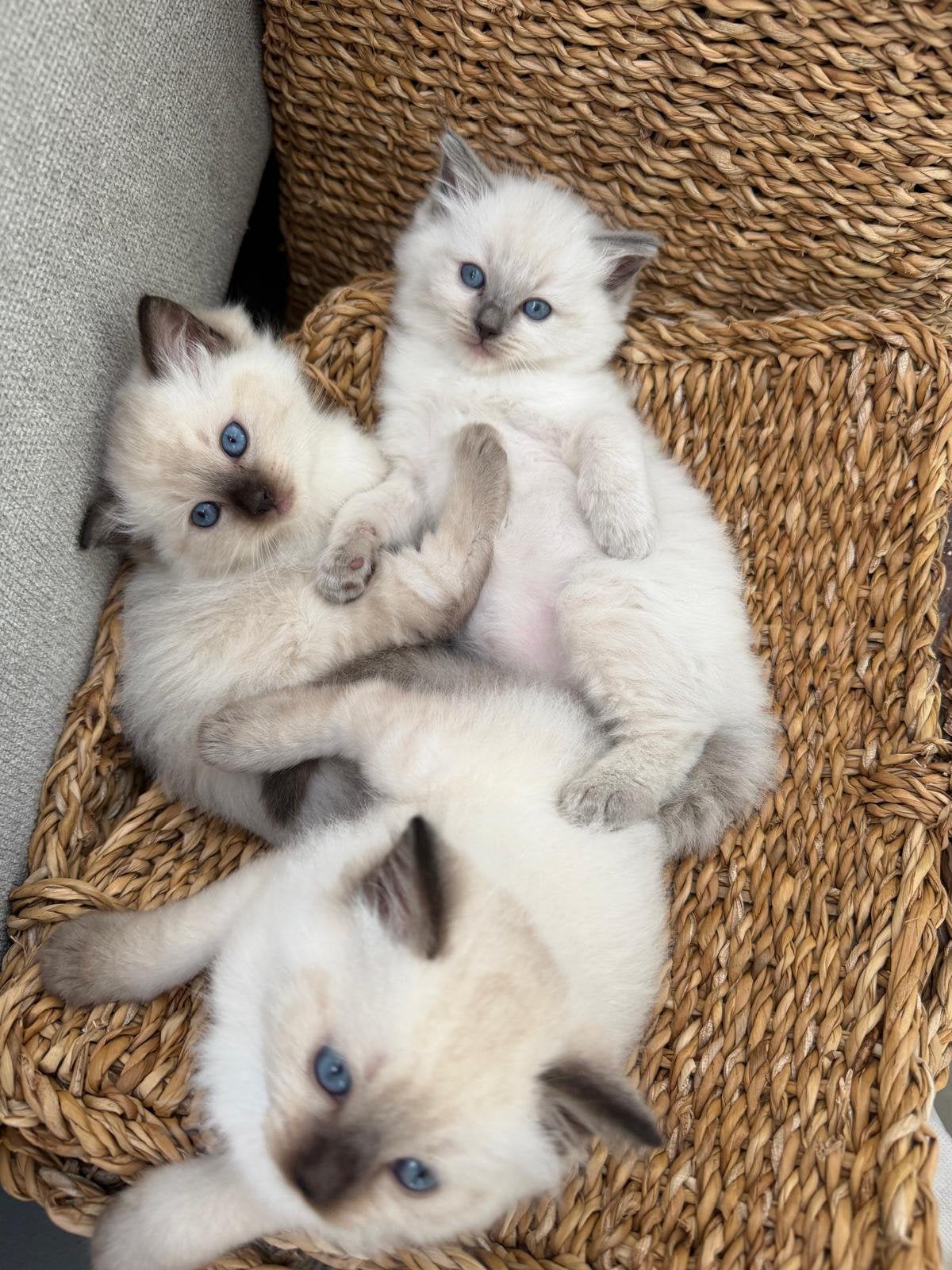 Ragdoll kittens (nog 1 kitten beschikbaar!), Poes, Ontwormd, 0 tot 2 jaar
