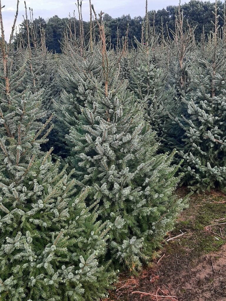 Kerstbomen te koop, Tuin en Terras, Bloeit niet, Overige soorten, 100 tot 250 cm, Ophalen