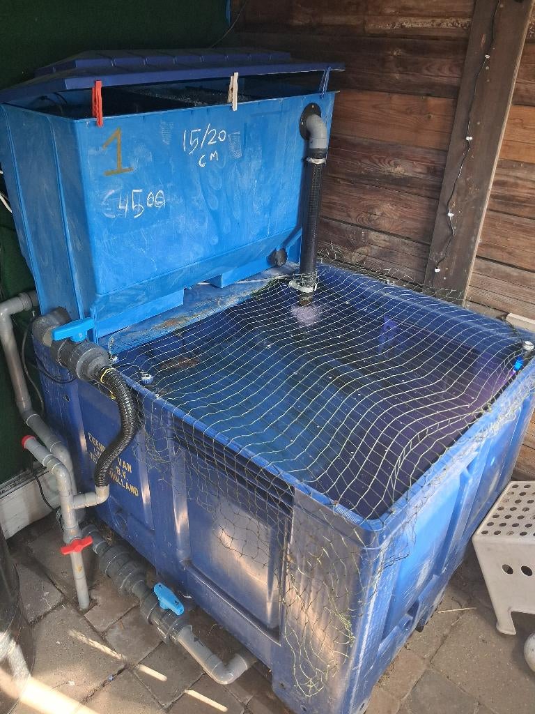 Te koop quarantaine bak koi inclusief 9 butterfly koi`s, Karper of Koi