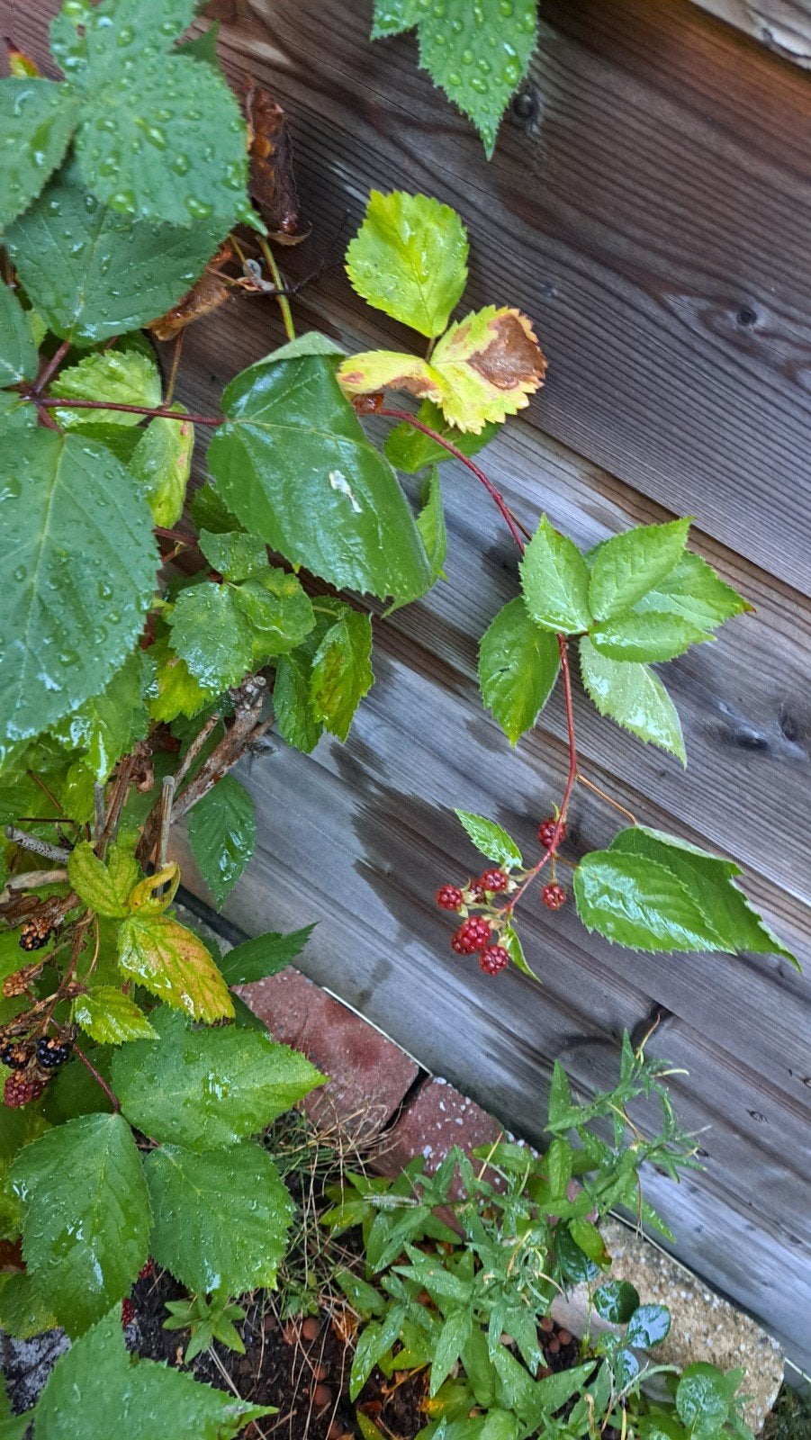 Braamplant - Rubus fruticosus (jong), Tuin en Terras, Ophalen