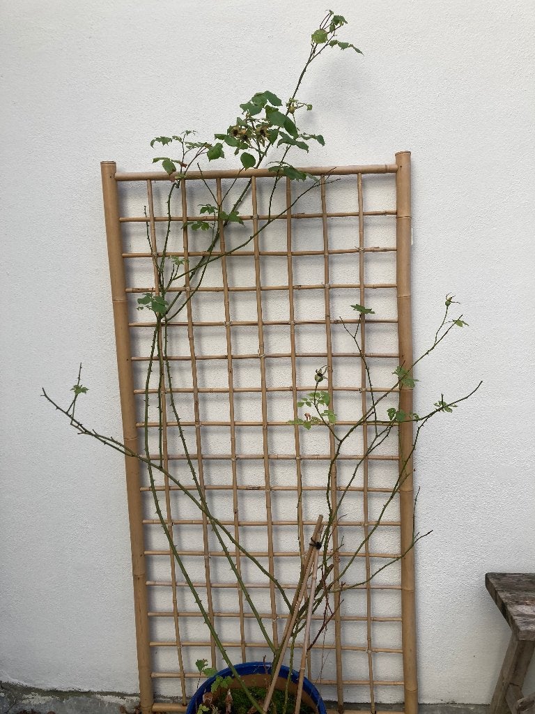 Schaduw klimop roos (roze), Tuin en Terras, Ophalen, Vaste plant, Klimplanten, Volledige schaduw