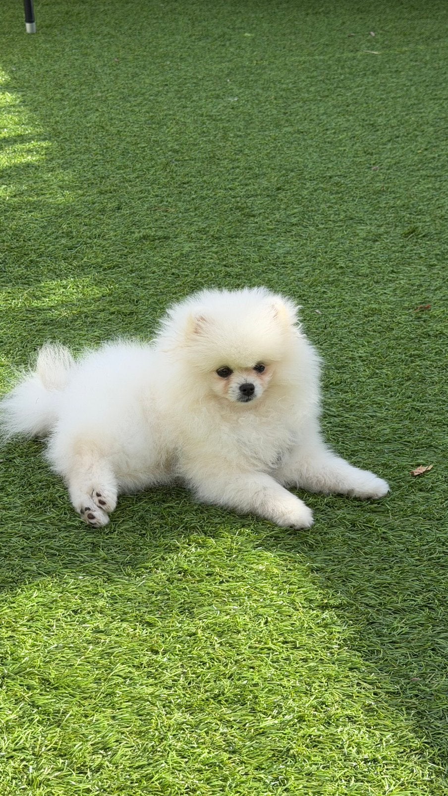 Pomeriaan puppy, Dieren en Toebehoren, Particulier, Keeshond, 15 weken tot 1 jaar, Reu