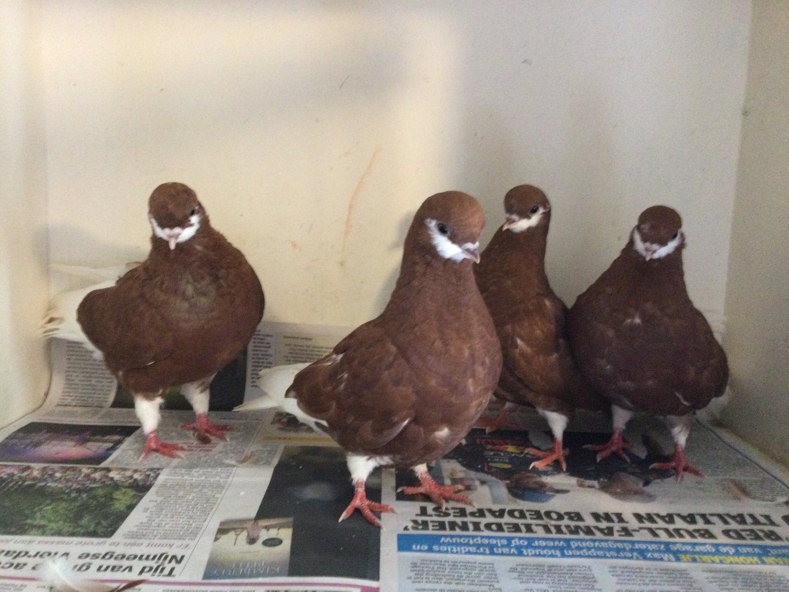 Te koop, Meerdere dieren, Tuimelaar of Roller
