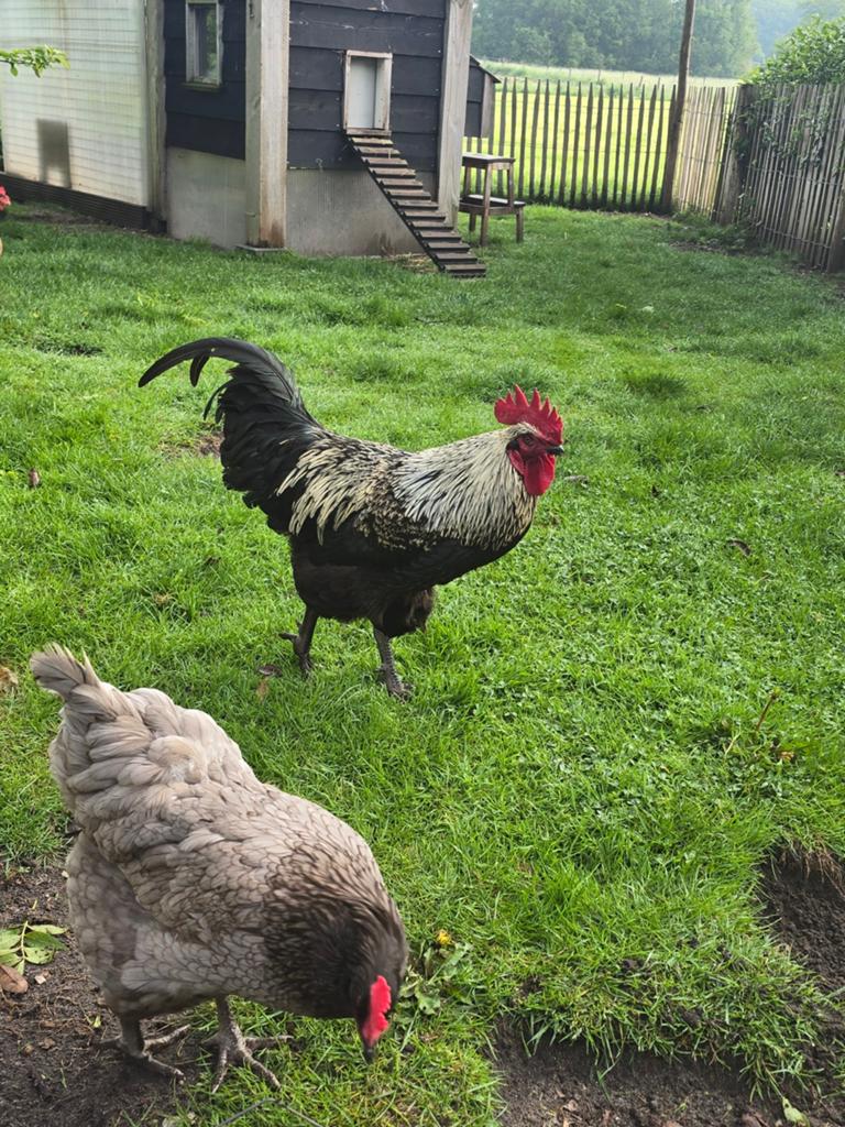 Mooie forse haan Blue de Lande, Dieren en Toebehoren, Pluimvee, Mannelijk, Kip