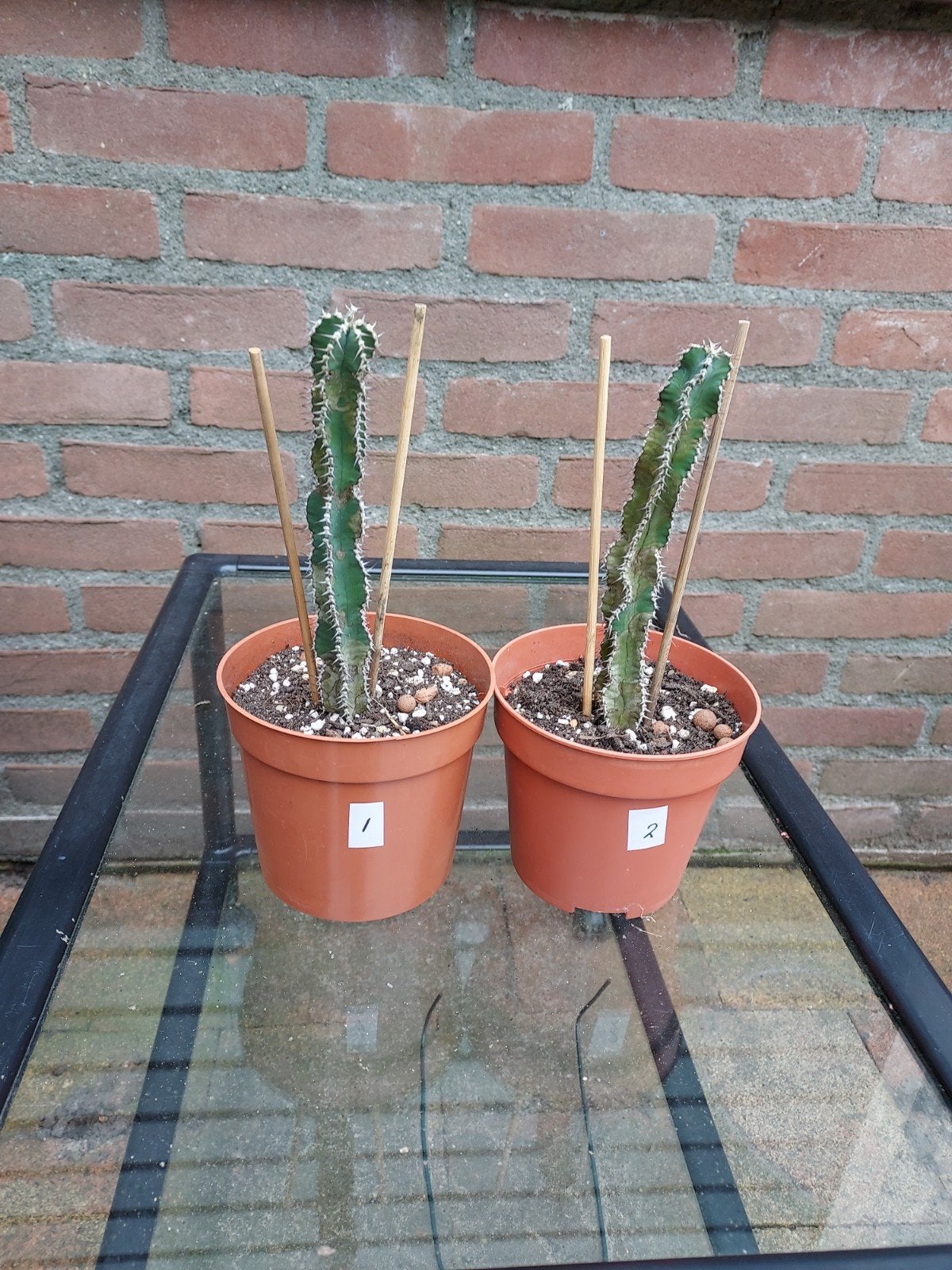 Euphorbia Polyacantha, Tuin en Terras, Overige soorten, Vaste plant, Ophalen of Verzenden, Bloeit niet