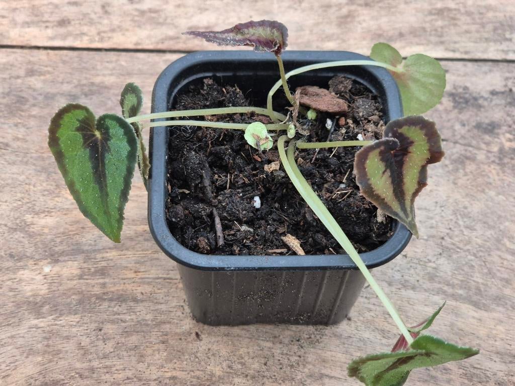 Begonia Dinhdui (3), Ophalen of Verzenden, Halfschaduw, Minder dan 100 cm